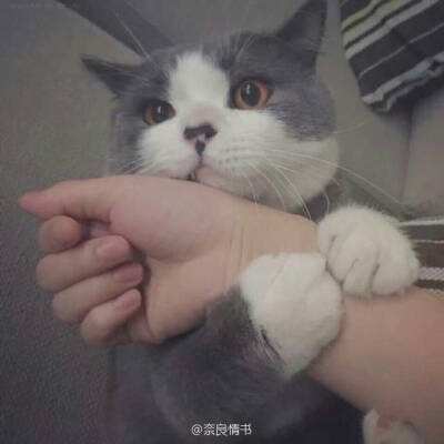沙邑战歌手机版下载
